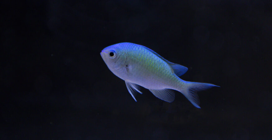 Chromis viridis