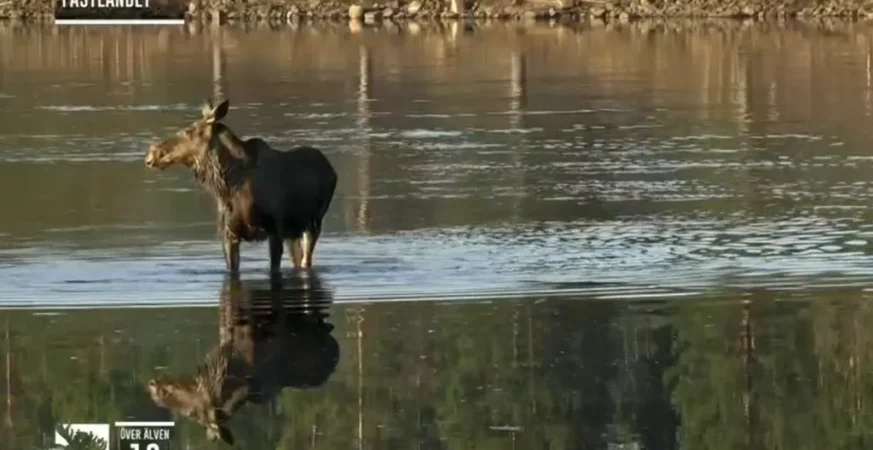 Moose Migration Mesmerises