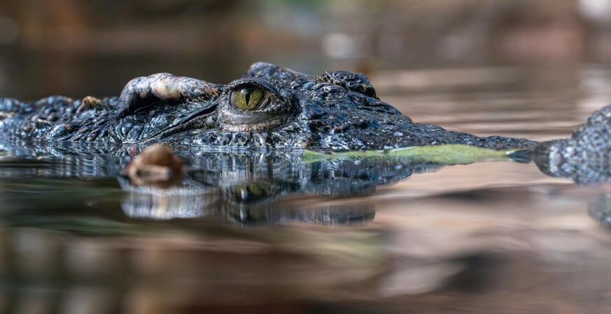 Newly discovered Neotropical crocodile resting on a riverbank in Cozumel Island, Mexico