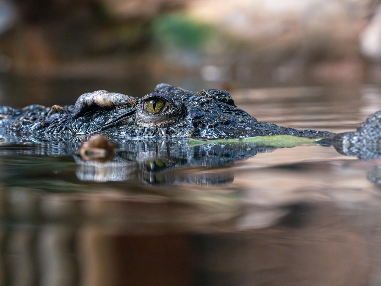 Newly discovered Neotropical crocodile resting on a riverbank in Cozumel Island, Mexico