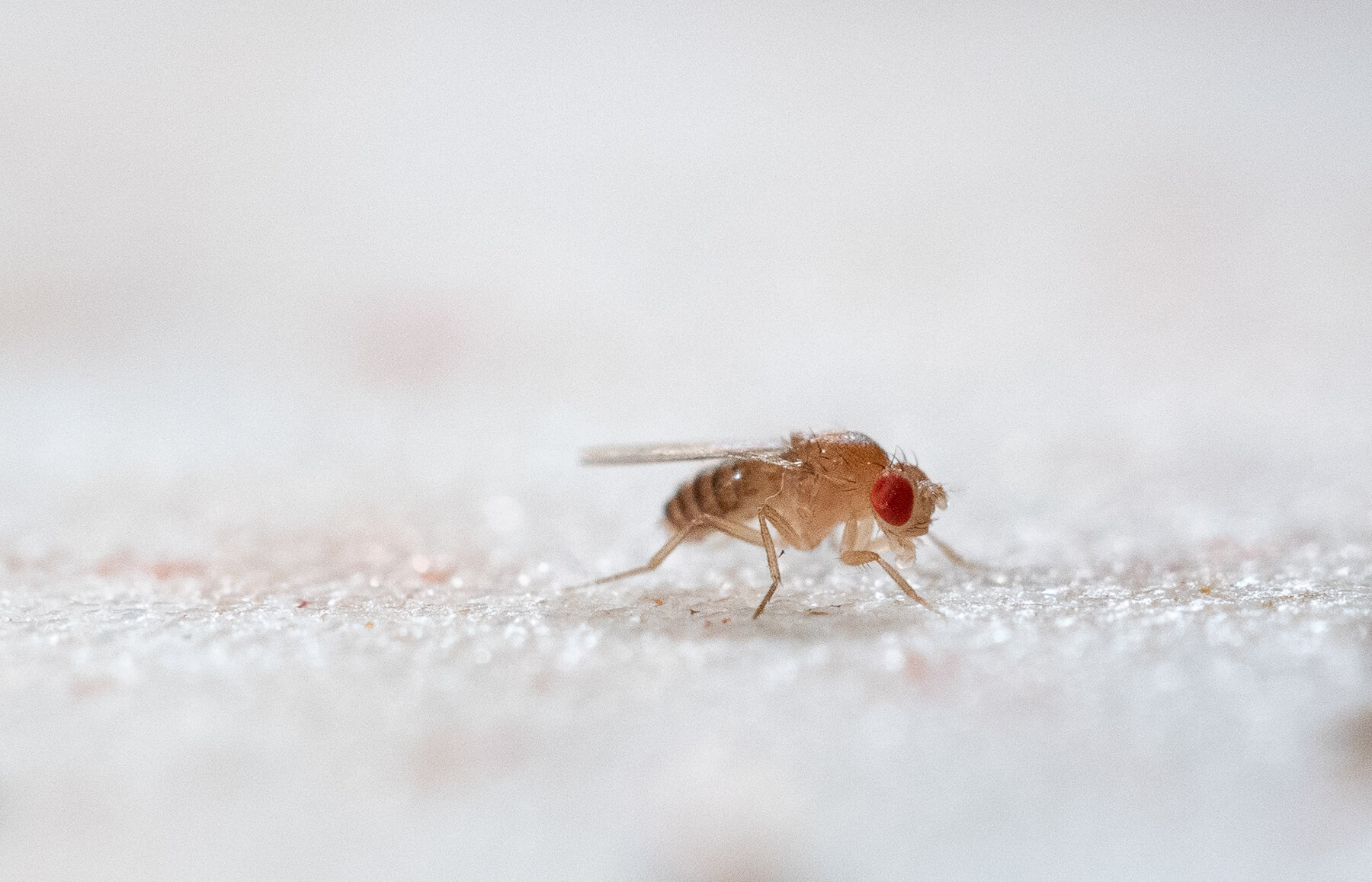 University of Cincinnati researchers discovered that some fruit flies sacrifice sleep to avoid harmful parasites such as mites, but at the cost of energy and risk of starvation. Credit: Andrew Higley