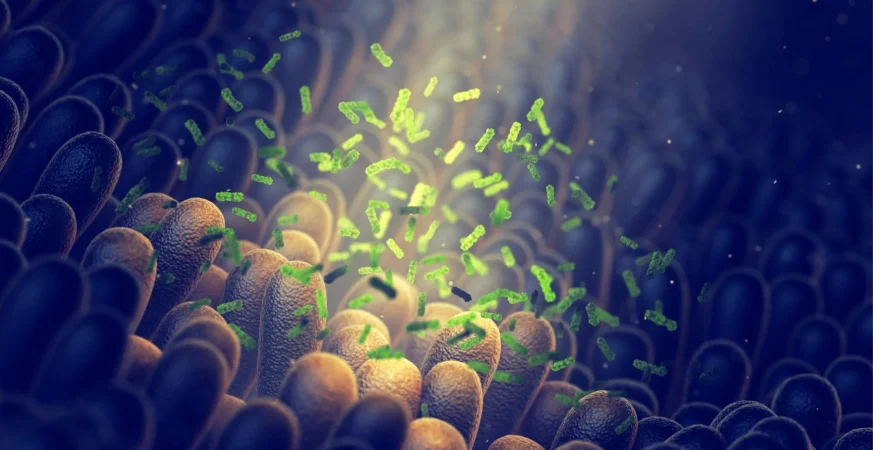 Breakthrough Anti-Aging Treatment Restores Gut Health and Rejuvenates Cells