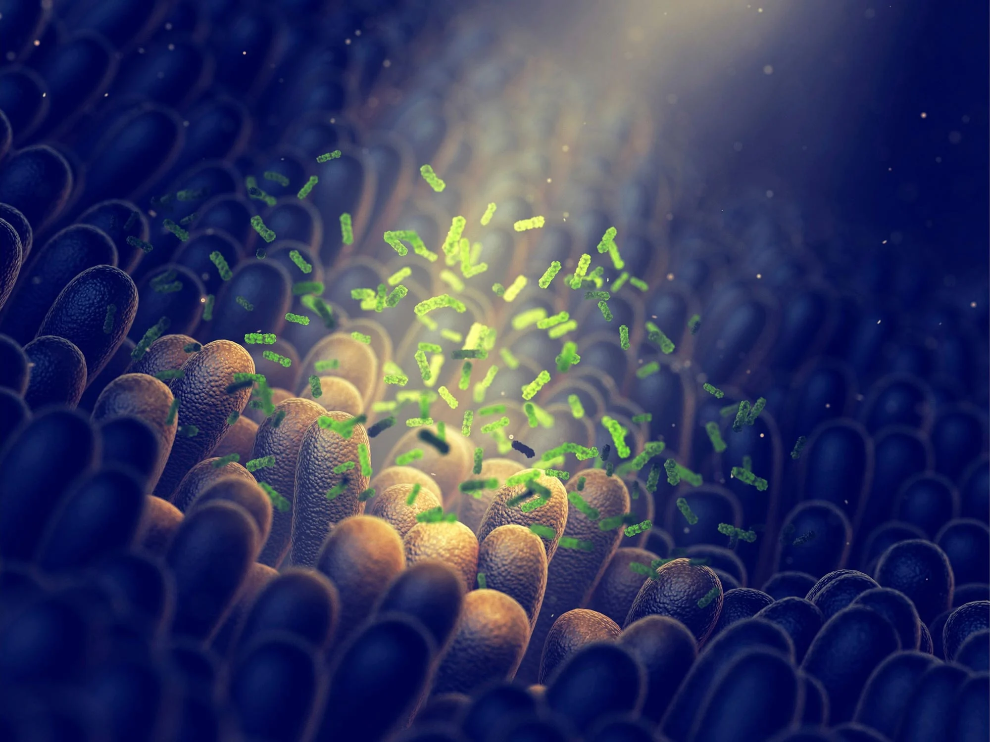 Breakthrough Anti-Aging Treatment Restores Gut Health and Rejuvenates Cells