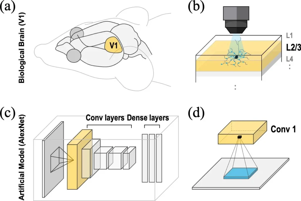 The brain processes visual information using a Gaussian-shaped connectivity structure that gradually spreads from the center outward, flexibly integrating a wide range of information. In contrast, traditional CNNs face issues where expanding the filter size dilutes information or reduces accuracy (d, e). To overcome these structural limitations, the research team developed Lp-Convolution, inspired by the brain’s connectivity (a–c). This design spatially distributes weights to preserve key information even over large receptive fields, effectively addressing the shortcomings of conventional CNNs. Credit: Institute for Basic Science