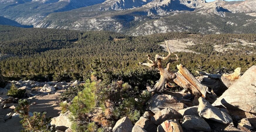 Jeffrey Pines Reach New Heights: Climate Change Spurs Record-Breaking Growth in California's High Sierra​