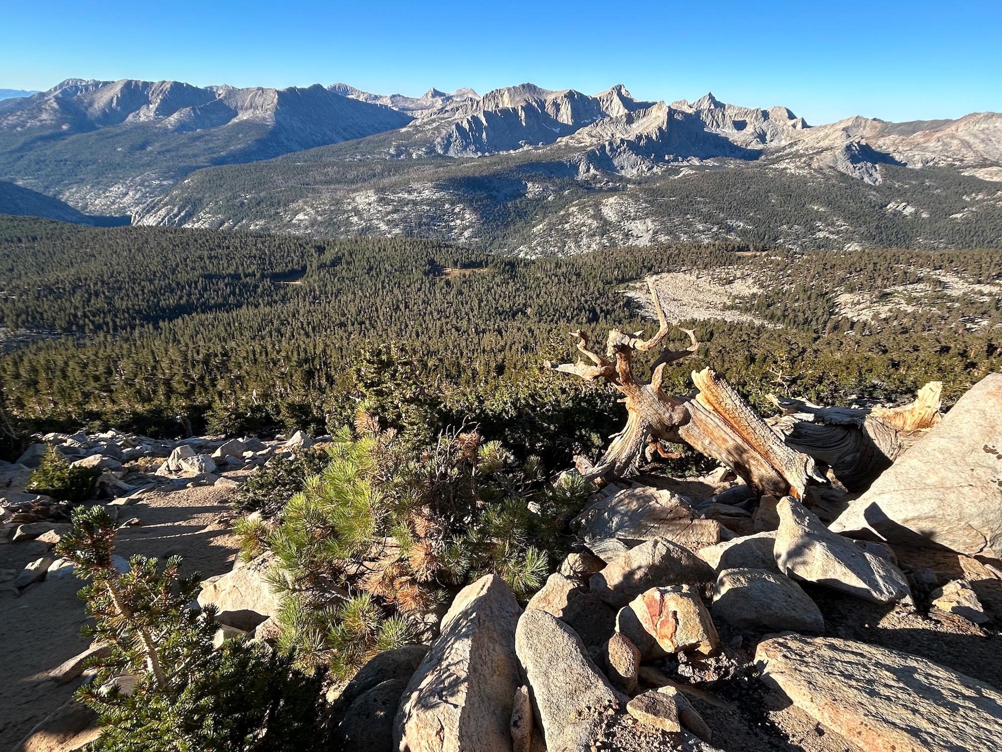 Jeffrey Pines Reach New Heights: Climate Change Spurs Record-Breaking Growth in California's High Sierra​