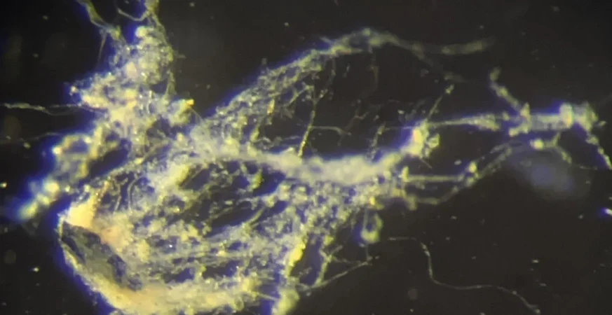 Newly Discovered Bacteria Conduct Electricity Like Living Wires