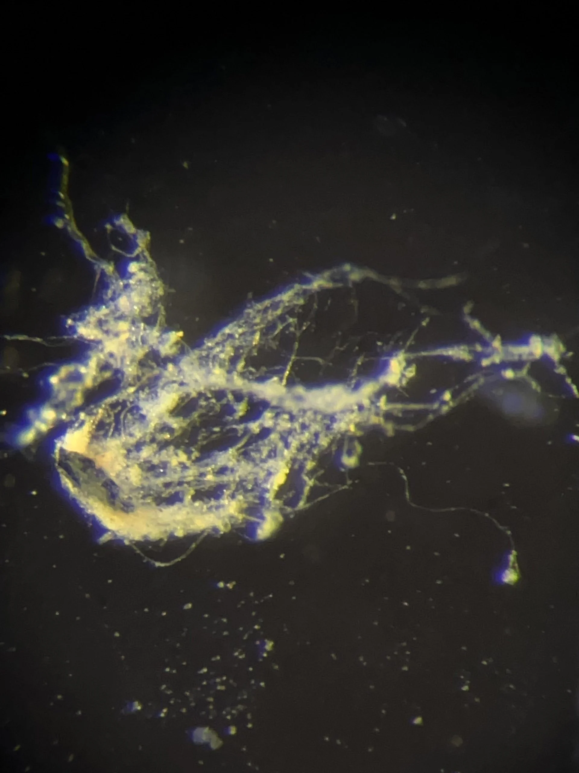 Newly Discovered Bacteria Conduct Electricity Like Living Wires
