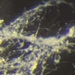 The Arctic’s Carbon Flip: From Earth’s Freezer to Climate Accelerator