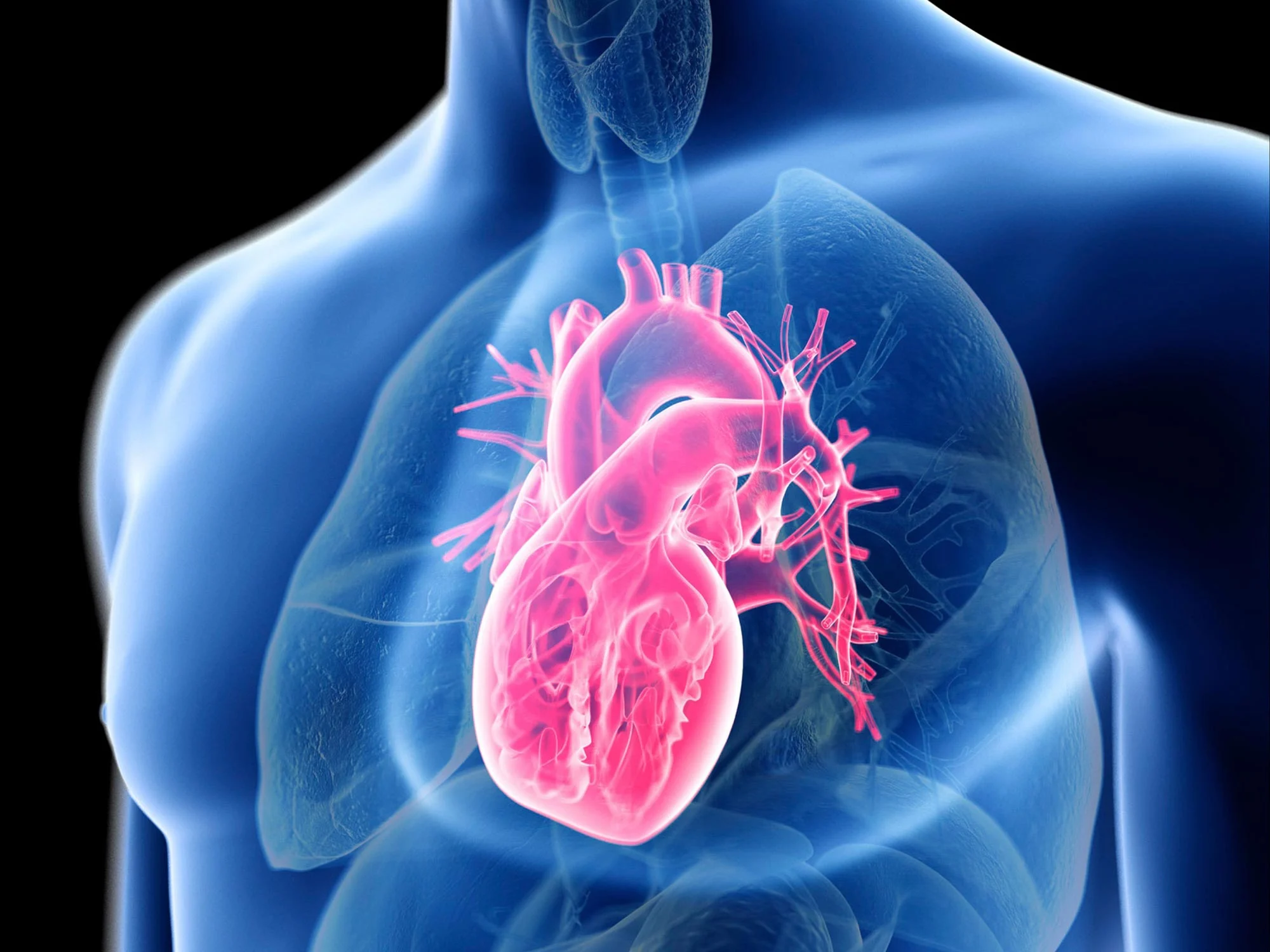 Microscopic image of heart cells showing cholesterol-cleared mitochondria after immunotherapy