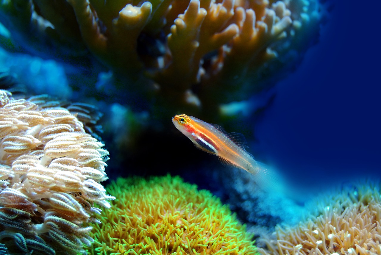 Wild guppy fish demonstrating problem-solving behavior in natural habitat | Dailyscitech