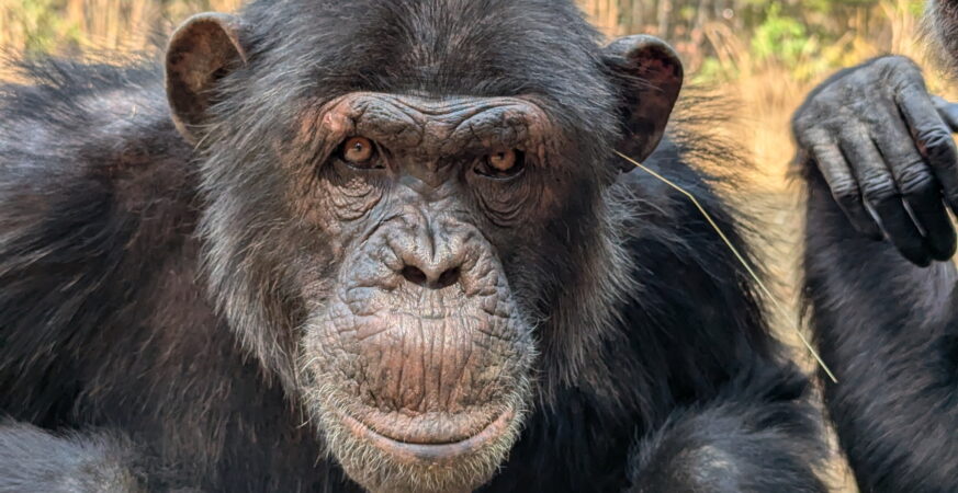 Val, an adult male chimpanzee performing the 'grass-in-ear' behavior. Credit: Jake Brooker/Chimfunshi Wildlife Orphanage Trust