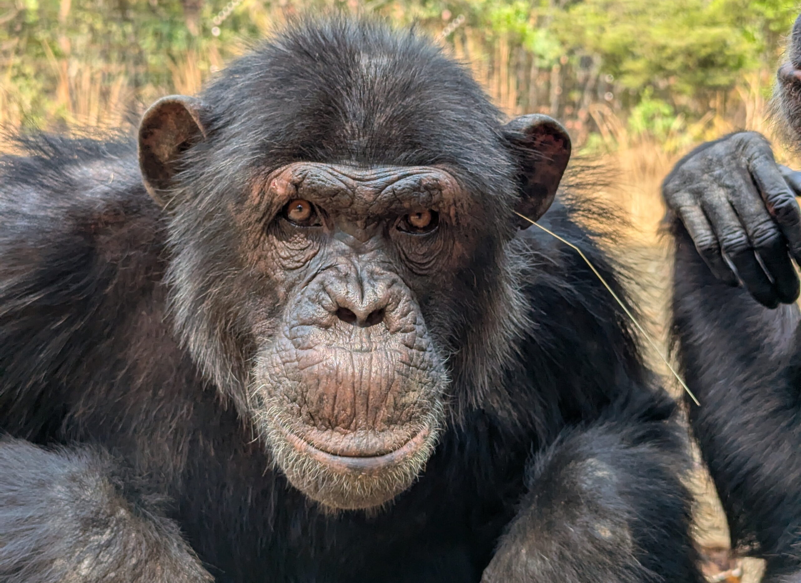 Val, an adult male chimpanzee performing the 'grass-in-ear' behavior. Credit: Jake Brooker/Chimfunshi Wildlife Orphanage Trust