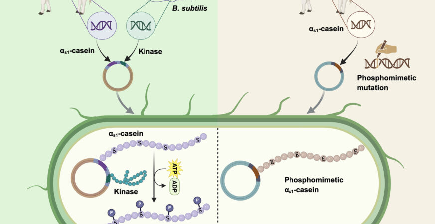 The study demonstrates two strategies, phosphorylation of αs1-casein using Bacillus subtilis kinases and phosphomimetic substitution of αs1-casein. Credit: Trends in Biotechnology (2025). DOI: https://doi.org/10.1016/j.tibtech.2025.05.015