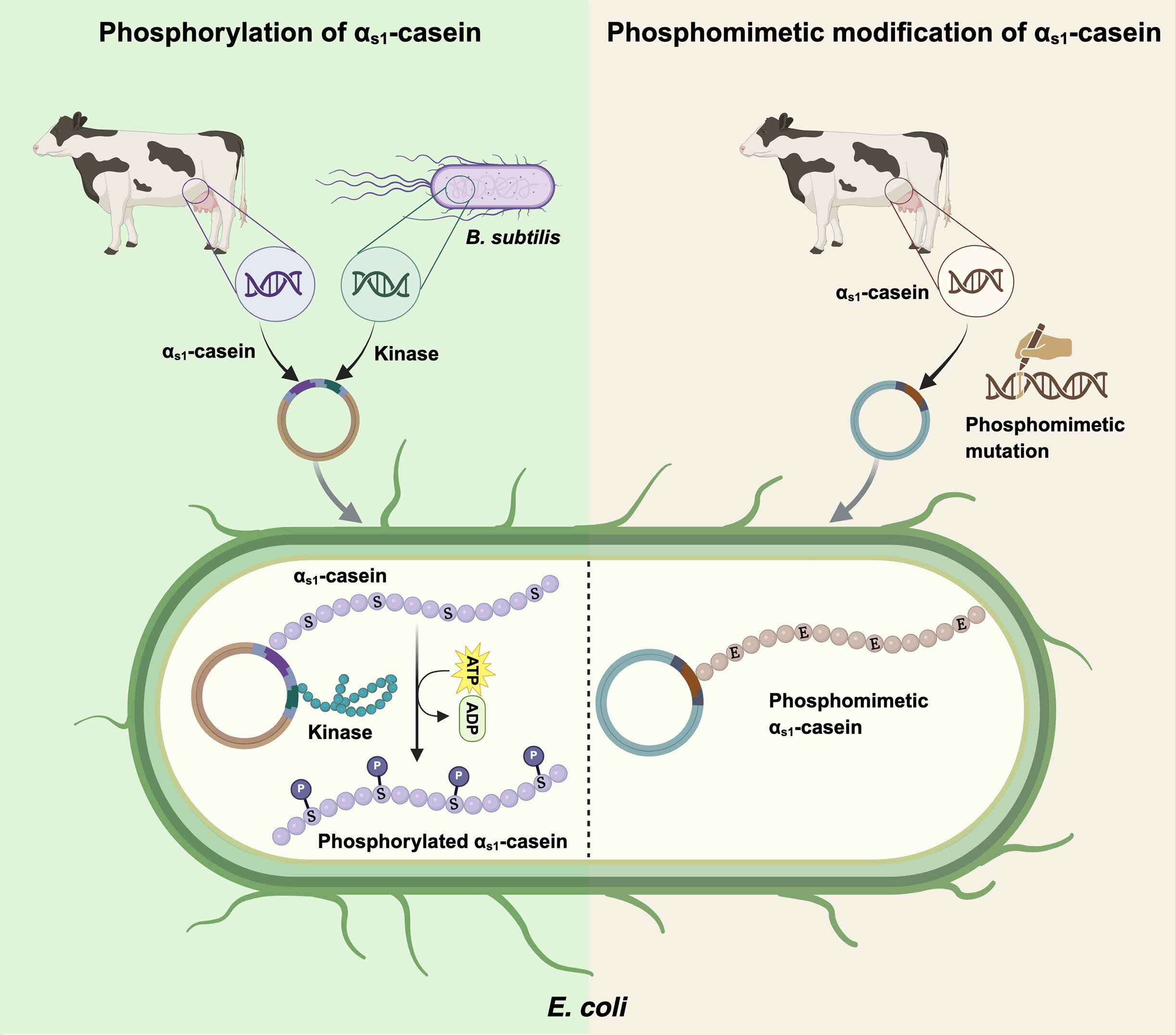 The study demonstrates two strategies, phosphorylation of αs1-casein using Bacillus subtilis kinases and phosphomimetic substitution of αs1-casein. Credit: Trends in Biotechnology (2025). DOI: https://doi.org/10.1016/j.tibtech.2025.05.015